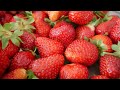 Strawberry picking in Germany