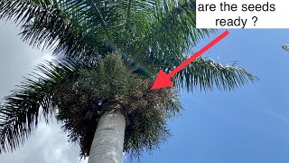 How to collect royal palm seeds and how to tell when they are ready