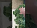 هم تحبون الخباز راح اسوي بي اكله مفاجأه