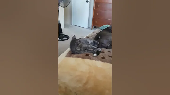 Dog gets mad of cat biting its teal