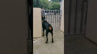 Doberman Barking