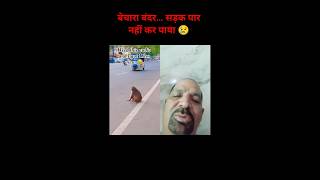 जब ट्रैफिक ने रोक दी उसकी राह 🐒🚗 | Sad Monkey Crossing Road | #Shorts