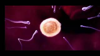 《《《 Fetal Ddevelopment》》[مراحل تطور الجنين كأنك لم تراها من قبل]Yasser Abdlla