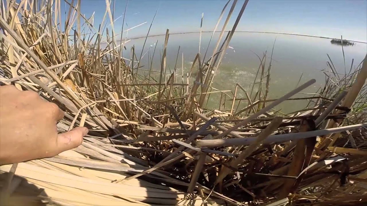 California Snow Goose Hunting YouTube