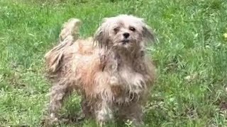 Nearly two dozen dogs found abandoned in New Jersey