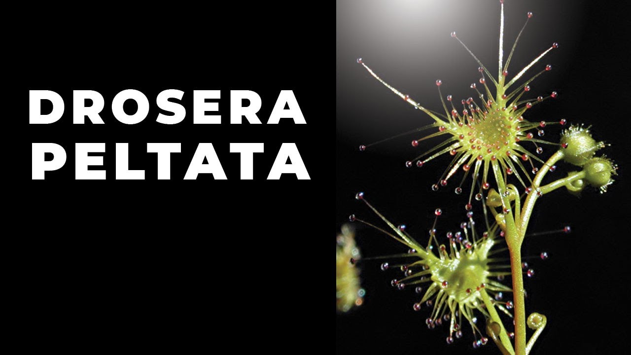 Hlíznatá rosnatka Drosera peltata