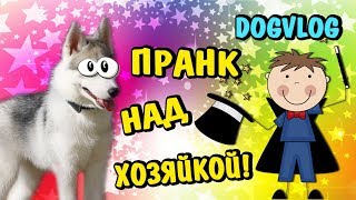 ПРАНК НАД ХОЗЯЙКОЙ ХАСКИ СИНДИ! DOGVLOG. Говорящая собака ПРАНК НАД ХОЗЯЙКОЙ ХАСКИ СИНДИ! DOGVLOG. Говорящая собака