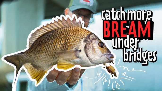 How to catch Bream (Lures) - Fishing - BCF 