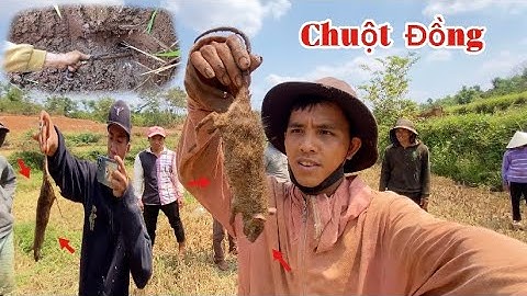 Bắt Chuột Đồng Mùa Gặt Lúa || Phát Hiện Rắn Chùi Hàng Chuột Và Cái Kết || Y PEP 81