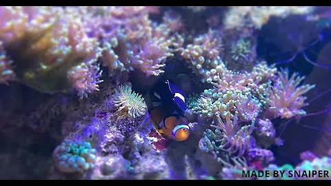 Рыба-клоун (амфиприон) откладывает яйца / Clownfish (Amphiprion) Eggs