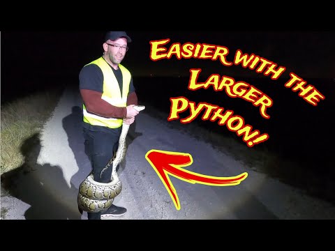 'It's easier to handle the bigger python!"