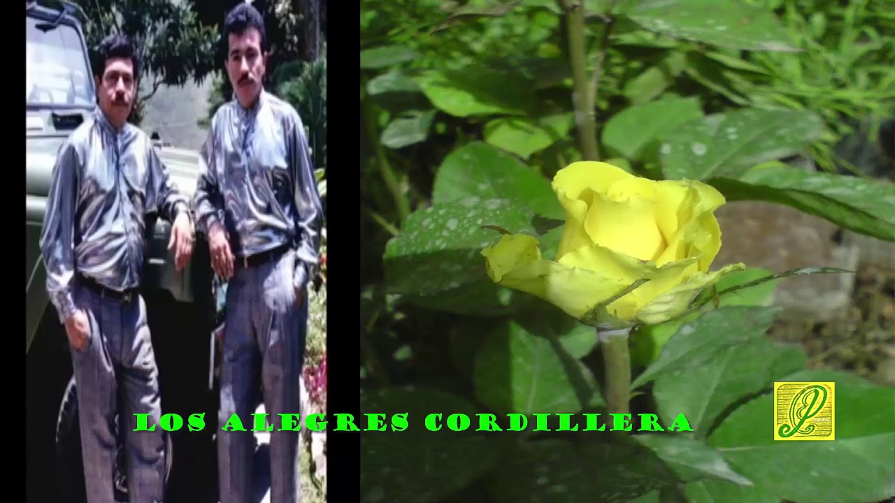 POR QUE TE AFLIGES    LOS ALEGRES CORDILLERA