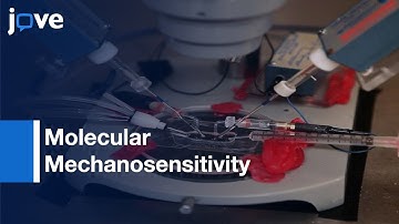 Yeast Luminometric & Xenopus Oocyte Electrophysiological Examinations-TRPV4 l Protocol Preview