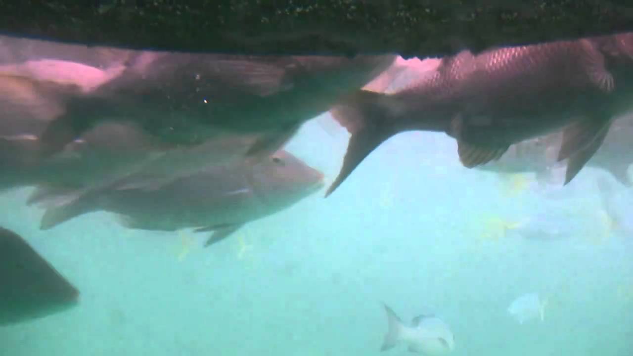 Green Island Semisub Tour