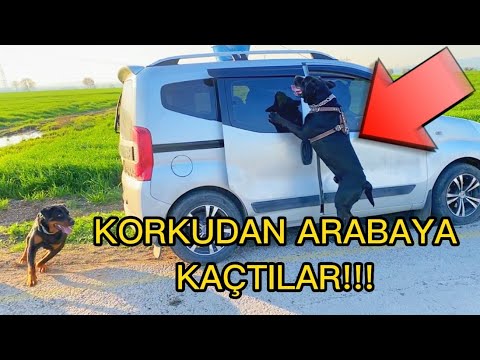 Video: Haftanın Kabul Edilebilir Köpeği - Tanner