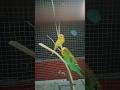 budgies bird #short video #☺️