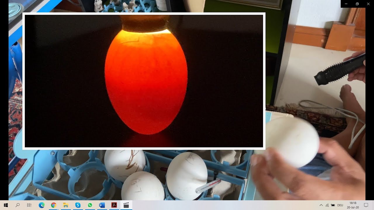 Stealing goose eggs and replacing them with plastic surrogates, Ep.40