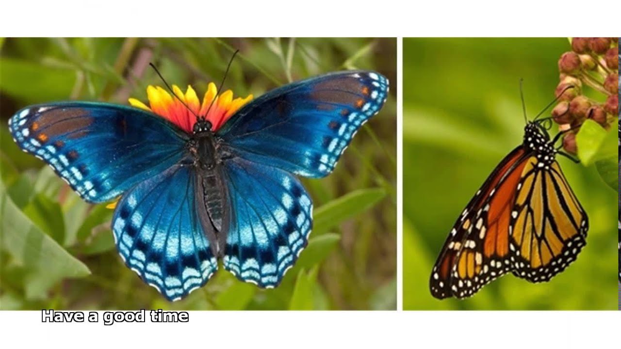 butterfly garden for kids - YouTube