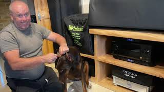 Dobermann Ear Cropping Aftercare