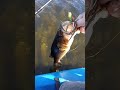 kayaking and fishing got another little bass : ) cool