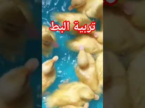 تربية البط من غير ريحة أبد ا الطريقة السحرية للتخلص من ريحة الأمونيا جربها وشوف