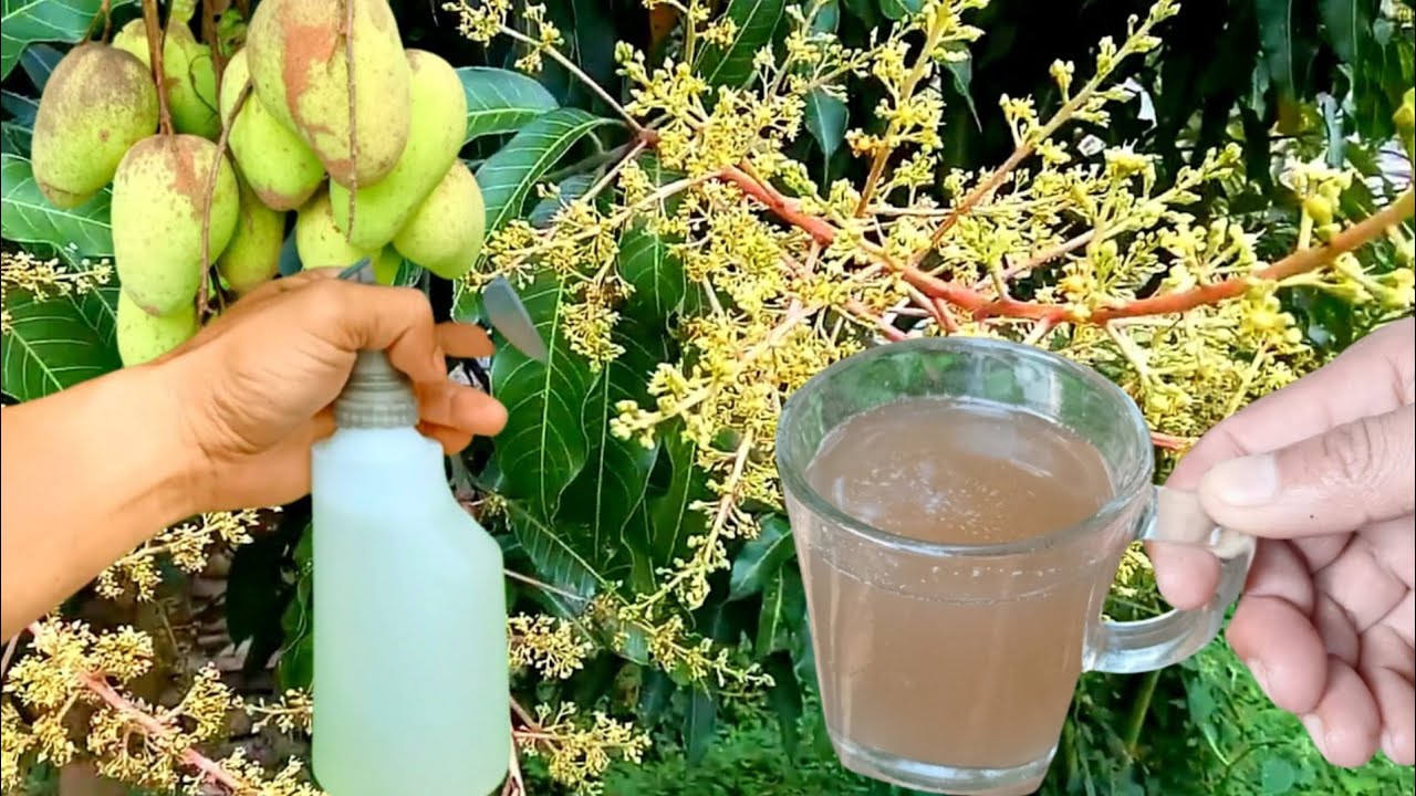 Just 1 cup makes fruit trees explode, best organic liquid fertilizer