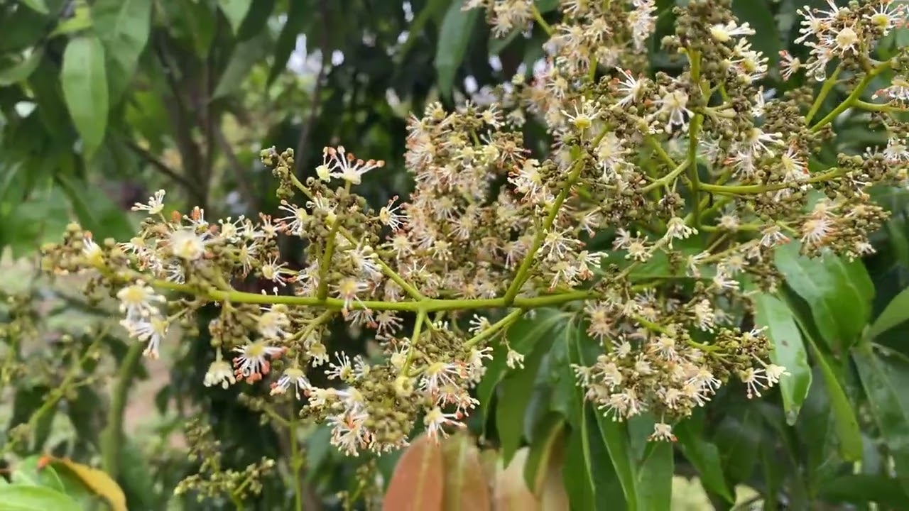 Hoa đực đang nở rộ,hoa cái lác đác nở vải u Hồng Bắc Ninh 2026