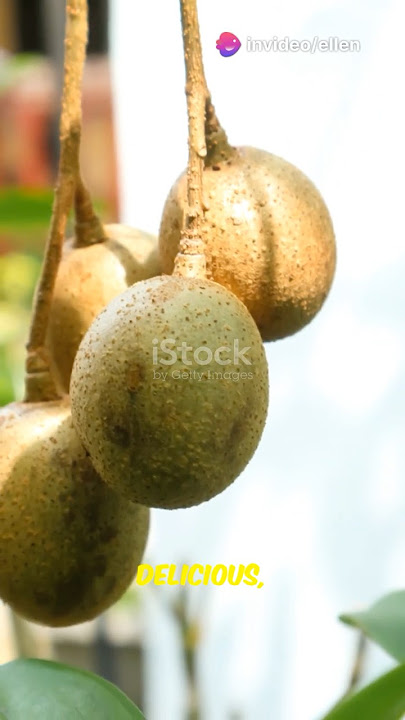 Buah Jeruk Buah Kedongdong