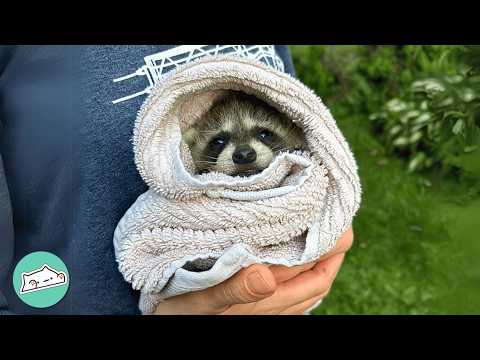 Animal De Compagnie Rare - Raton Laveur Limited Edition - Presque épuisé - Pour Jeu (type Roblox)