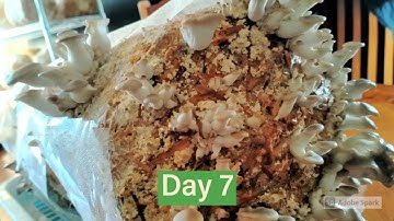 oyster mushroom is growing so fast