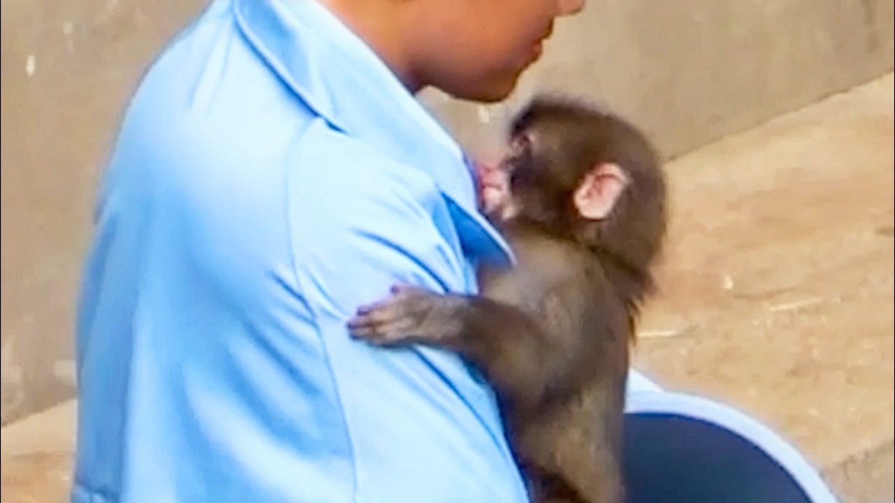 Too Clingy! Punch Refuses to Leave His Favorite Zookeeper