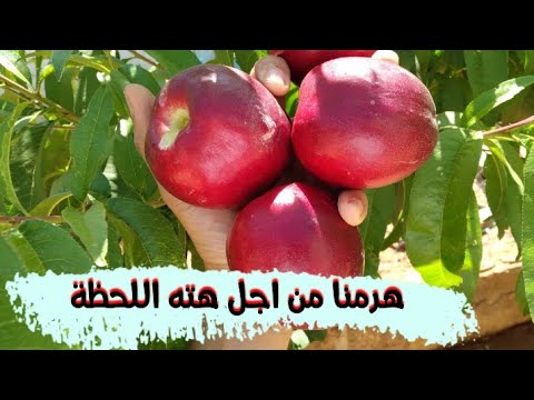 فيديو: النكتارين - خبرة متنامية في الحديقة الشمالية