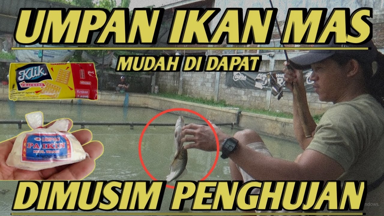 RACIKAN UMPAN PA IKIN WANGI UNTUK IKAN MAS DI MUSIM HUJAN !!