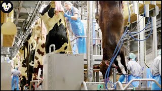 How American Farmers Operate Modern Beef Farms - Modern Beef Processing Line