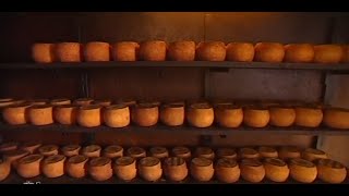 Lavorazione del latte di pecora in Sardegna nei minicaseifici
