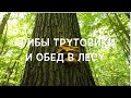 Грибы трутовики и обед в лесу