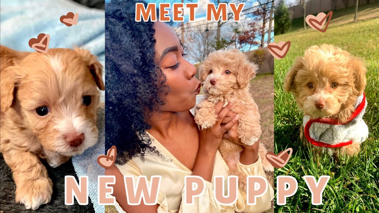 MEET MY NEW PUPPY!! | Bringing my 8-week Maltipoo Puppy Home