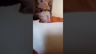 Gatos divertidos