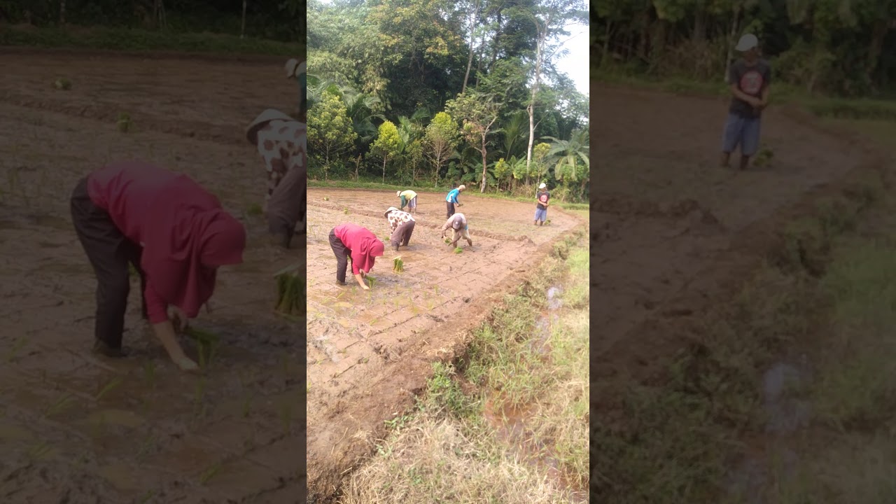 Petani cantik - YouTube