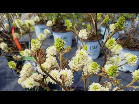 Fothergilla Mt. Airy