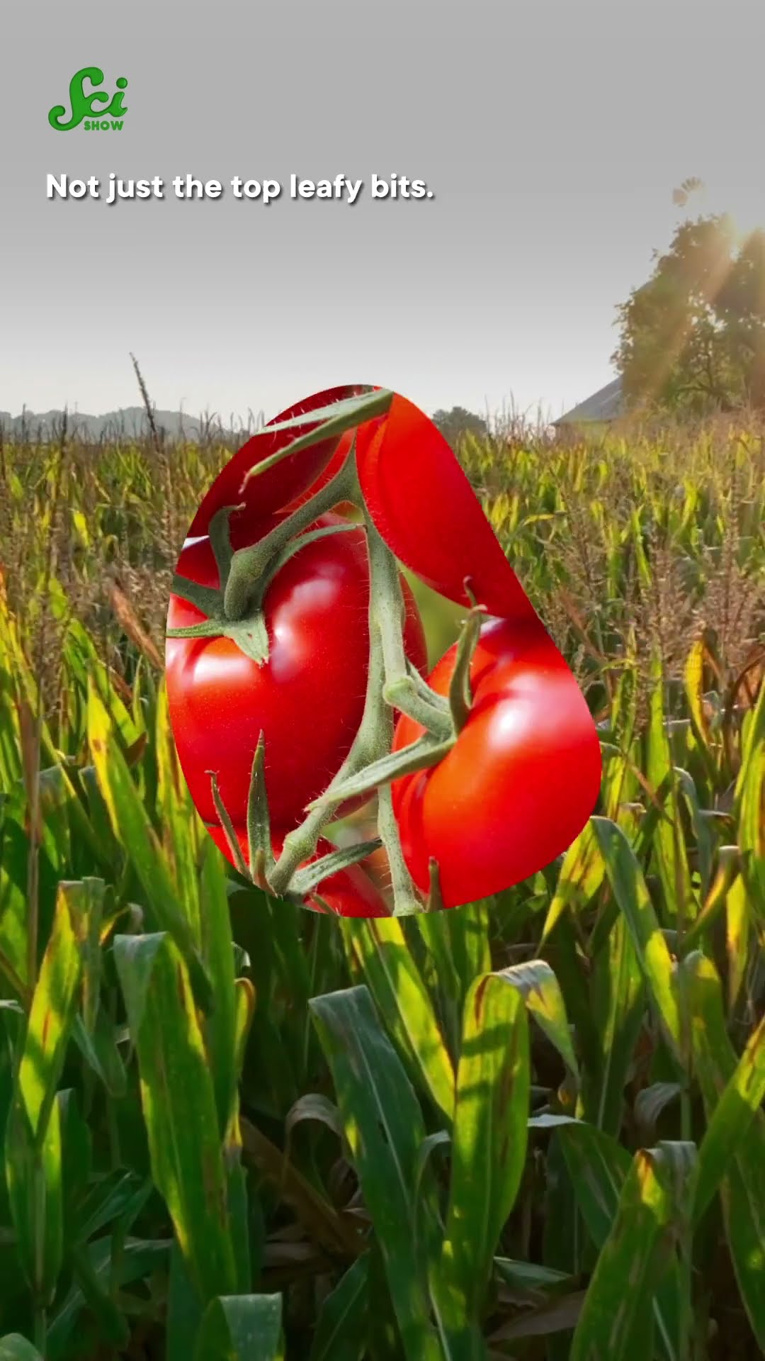 These Plants Have Digital Twins  #science  #scishow #plant #xray
