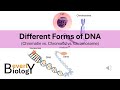 Chromatin and Chromosome Functions
