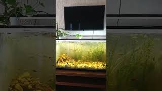 #Aquapiso #façavocêmesmo #mãosaobra #aquario #aquarioamor #fish #aquarium #guppy #platys #kingio