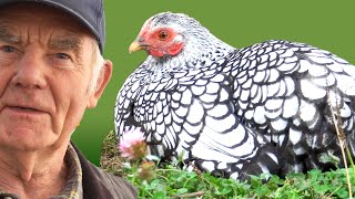 🐓 Deutsche Zwerg-Wyandotten Hühner Rasseportrait  🎥