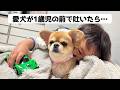 愛犬が1歳児の前で吐いた結果…【うわうわ犬】