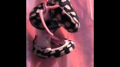 jungle carpet python feeding part 2