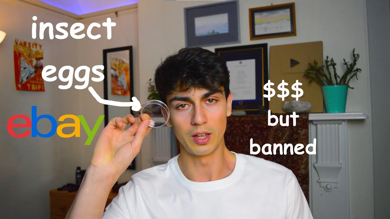 I made £100 selling insects on eBay and got banned