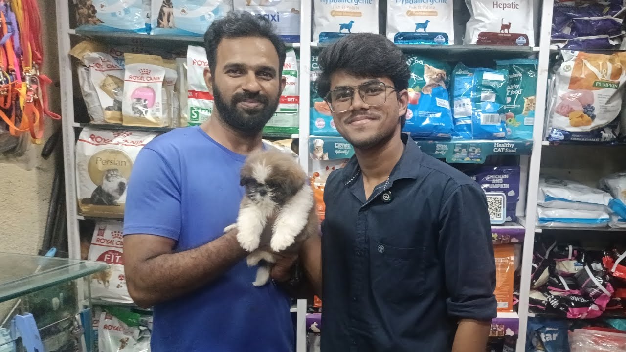 Shihtzu dog | Shihtzu puppy | shitzu | shih tzu | Shihtzu care tips  