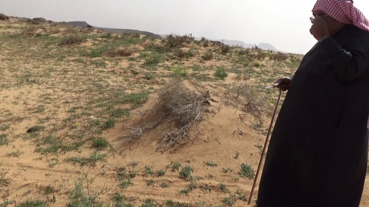 الربيع وبعض اسماء الاعشاب