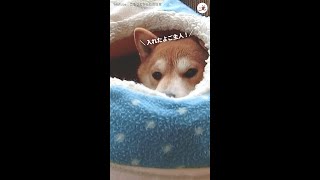 【つっかえる柴ケツ】お尻まる出しで、一生懸命に何度も“別荘”に入ろうとする柴犬が可愛かった…(´∀｀)
